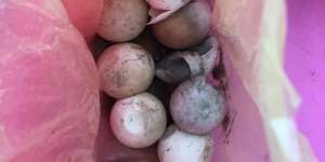 Beli Sekantong Telur Penyu Lupa Dimakan, Tahu-Tahu Sudah Menetas