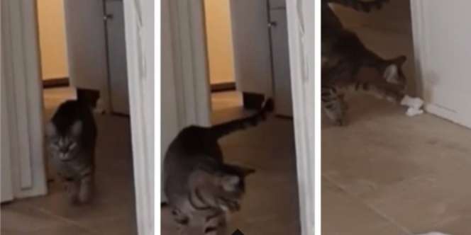 Viral! Ditinggal Pemilik, Kucing Nangis Seperti Bayi