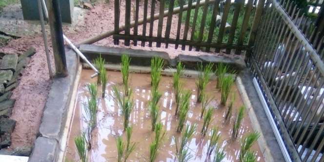 Bikin Sawah Dilapisi Keramik, Warganet Curhat Kelakuan Ayahnya