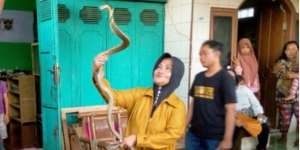 Heboh Ratu Ular Purwokerto Taklukkan King Kobra Raksasa