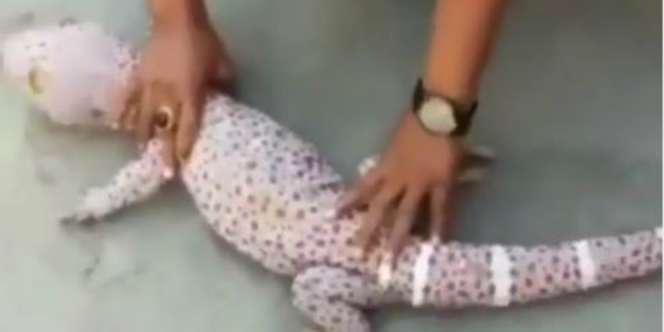 Geger Tokek Raksasa di NTB Dijual Rp1 Triliun!