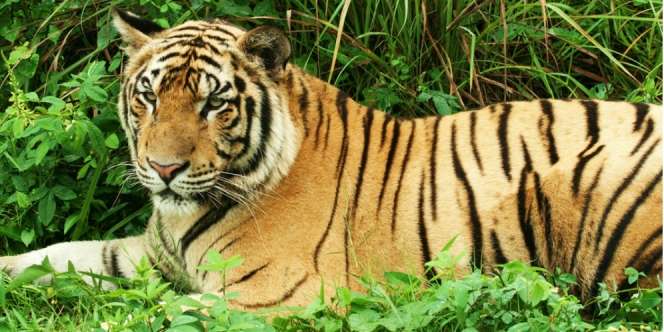 Detik-Detik Mengerikan Harimau Terkam Pawang Hingga Tewas di Depan Turis