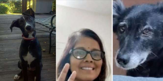 Terlalu Sedih, Anjing Nyusul Majikan Mati dengan Terjun dari Lantai Empat