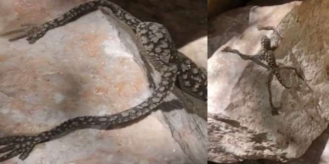 Makhluk Aneh Menempel dan Punya 'Tangan', Gegerkan Tiktok