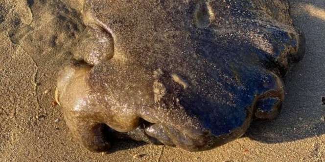 Geger Makhluk Aneh Mirip Gumpalan Jeli Terdampar di Pantai