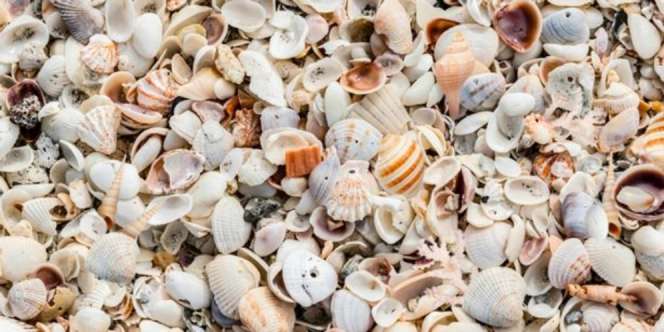 Banyak yang Emosi, Kamu Bisa Temukan Bintang Laut di Antara Kerang-Kerang Ini?