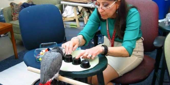 Heboh Burung Beo Kalahkan Mahasiswa Harvard, Kamu Berani Diadu?
