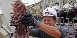 Kecoa Laut Raksasa, Spesies Baru Udang-udangan Ditemukan di Selat Sunda