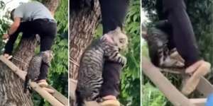 Video Menggemaskan Kucing Pegang Erat Penolongnya Saat Ditolong Turun dari Pohon