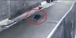 Heboh Babi Terekam CCTV Tengah Malam Berkeliaran di Depok, Mata Menyala