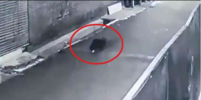 Heboh Babi Terekam CCTV Tengah Malam Berkeliaran di Depok, Mata Menyala
