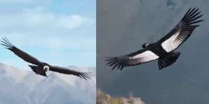 Burung Terbesar di Dunia Mampu Terbang 5 Jam Non-Stop Sejauh 172 Km