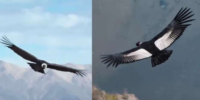 Burung Terbesar di Dunia Mampu Terbang 5 Jam Non-Stop Sejauh 172 Km