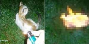 Video Viral, Aksi Keji Kucing Dibakar Hidup-Hidup