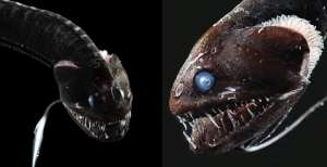 Ikan Ultra-Hitam, Nyaris Tak Terlihat dan Lampu Kamera Seperti Diserap