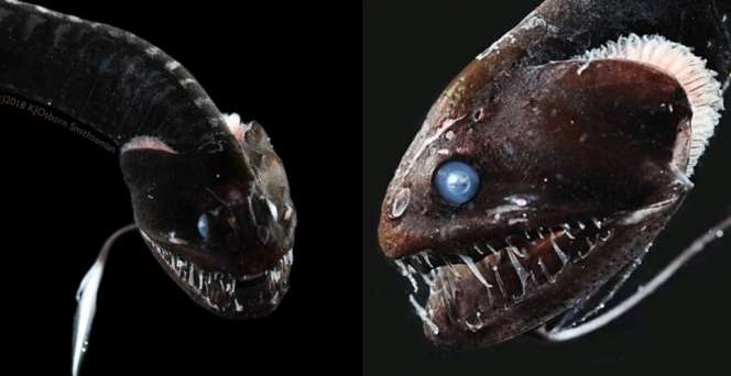 Ikan Ultra-Hitam, Nyaris Tak Terlihat dan Lampu Kamera Seperti Diserap
