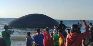 Paus Biru Sepanjang 23 Meter Terdampar di Pantai NTT