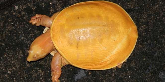 Heboh Petani Temukan `Kura-Kura Emas` Langka