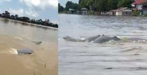 Heboh Binatang Langka Muncul di Sungai Mahakam, Petanda Apa?