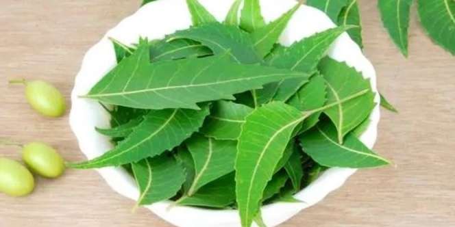 Mengenal Neem, Tumbuhan Asal India yang Menyimpan Manfaat untuk Kecantikan