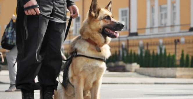 Akurasi 92%, Negara Ini Pakai Anjing Pelacak Deteksi Pasien Corona