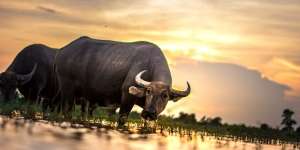 Hukum Kurban dengan Kerbau dalam Islam