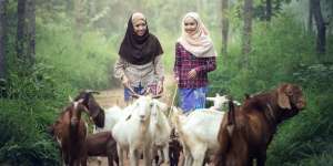 Hukum Menjual Daging Hewan Kurban