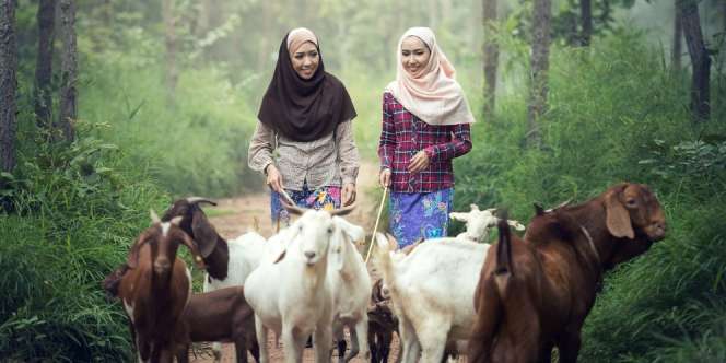 Hukum Menjual Daging Hewan Kurban