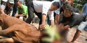 Waktu Paling Utama Menyembelih Hewan Kurban