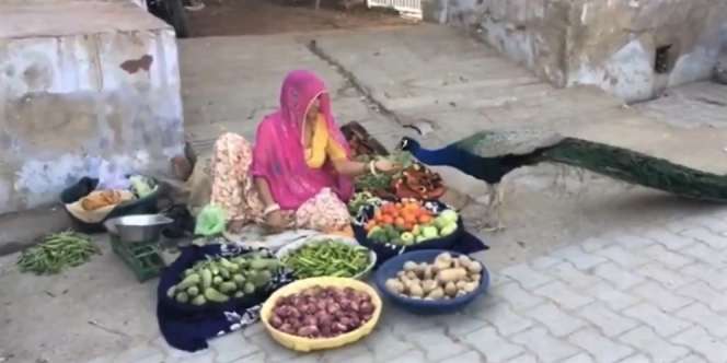 Foto Tukang Sayur dan Burung Merak Ini Bikin Terenyuh