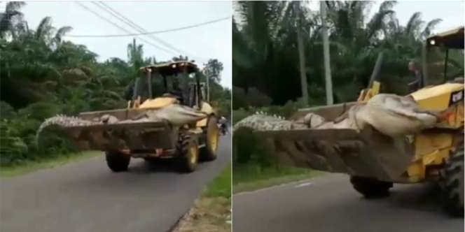 Viral Video Buaya Raksasa di Bangka Diangkut Bulldozer