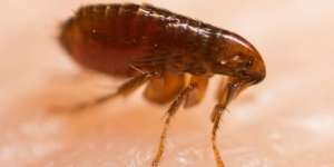 Pandemi Covid-19 Belum Usai, Muncul Virus Tick-Borne di China