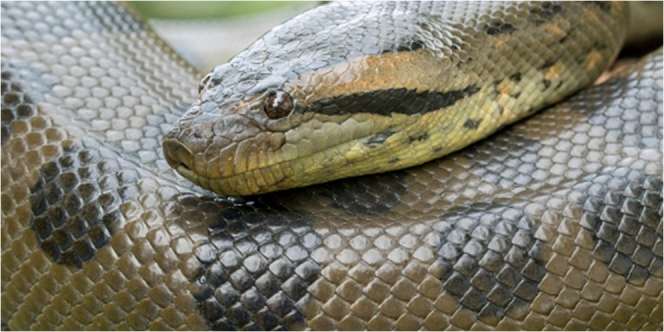 Ular Terbesar yang Pernah Ditemukan di Dunia, Lebih Gede dari Anaconda Hollywood