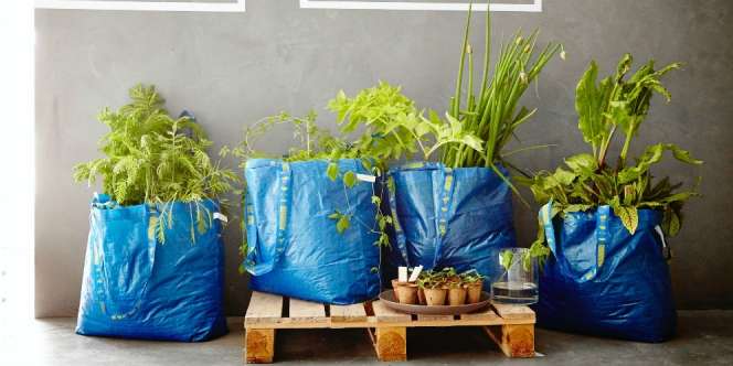  Fakta Menarik tentang Frakta, Bisa Jadi Pot Hingga Matras