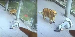 Kejatuhan Kucing, Kakek Pingsan dan Dirawat Hingga 23 Hari