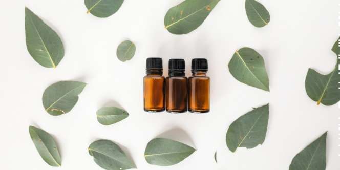 5 Manfaat Pemakaian Minyak Eucalyptus untuk Kesehatan