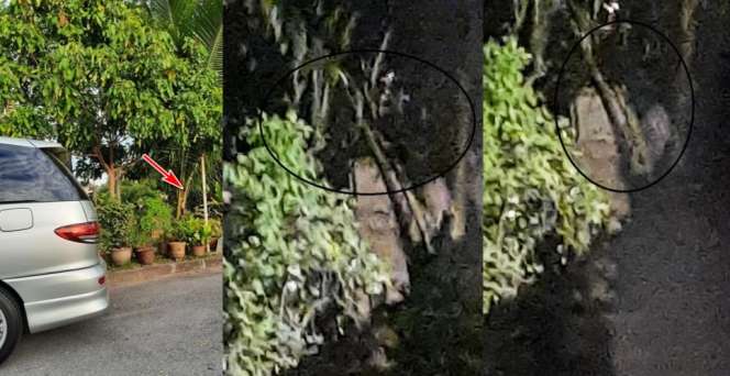 Bau Amis Diikuti Tawa, Penampakan Seram di Bawah Pohon Terekam Kamera