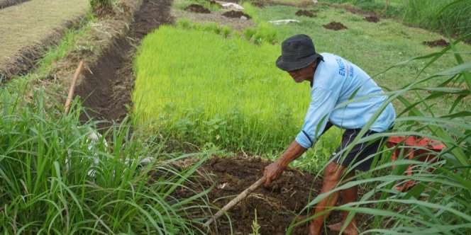 Cara Mendukung Kesejahteraan Petani di Tengah Pandemi