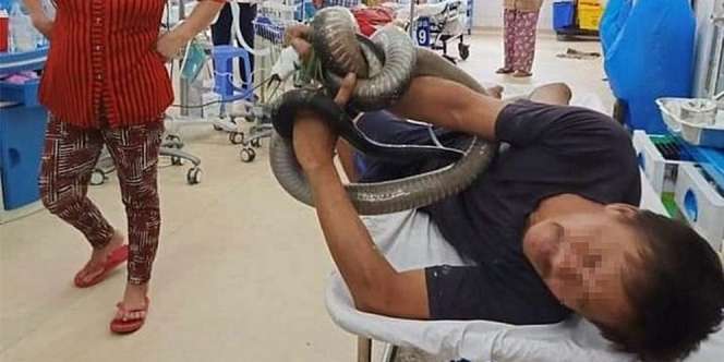 Kasihan! Pria Ini Digigit King Cobra, Terus Dibelit Tak Bisa Dilepas Sampai RS