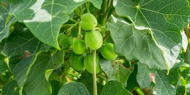 Manfaat Daun Jarak Bagi Kesehatan yang Telah Teruji Secara Ilmiah