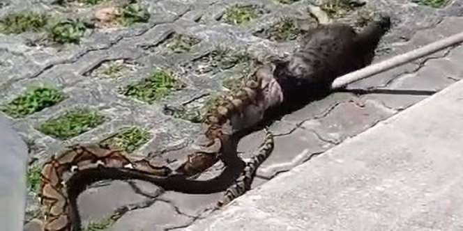 Piton Raksasa Telan Kucing di Jalanan Bikin Geger Warga
