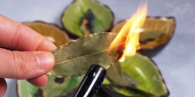 Bakal Daun Salam di Dalam Rumah, Hasilnya Mengejutkan