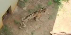 Viral Harimau Kurus Kering di Kebun Binatang Jawa Timur, Tak Tega Melihatnya