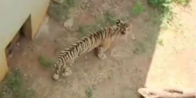 Viral Harimau Kurus Kering di Kebun Binatang Jawa Timur, Tak Tega Melihatnya