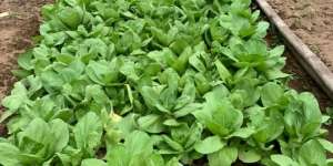 Ekspatriat di Bali Persilakan Warga Ambil Sayur di Kebunnya, Gratis!
