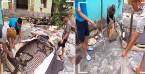 Bikin Bergidik, Puluhan Ular Bersarang di Dalam Kasur Springbed