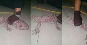 Viral Video Tokek Raksasa dengan Warna Eksotis Ditemukan di Indonesia