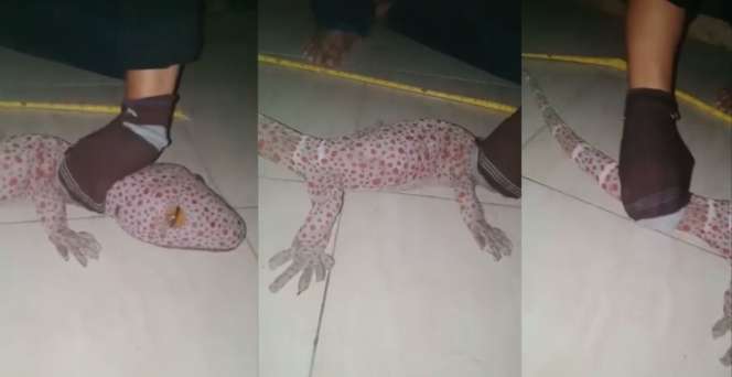 Viral Video Tokek Raksasa dengan Warna Eksotis Ditemukan di Indonesia