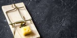 Tikus Kecil Koma Usai Diam-Diam Makan Daun Ganja 2 Hari