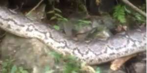 Viral Ular Raksasa Ini Ditemukan Terbujur di Hutan Kalimantan